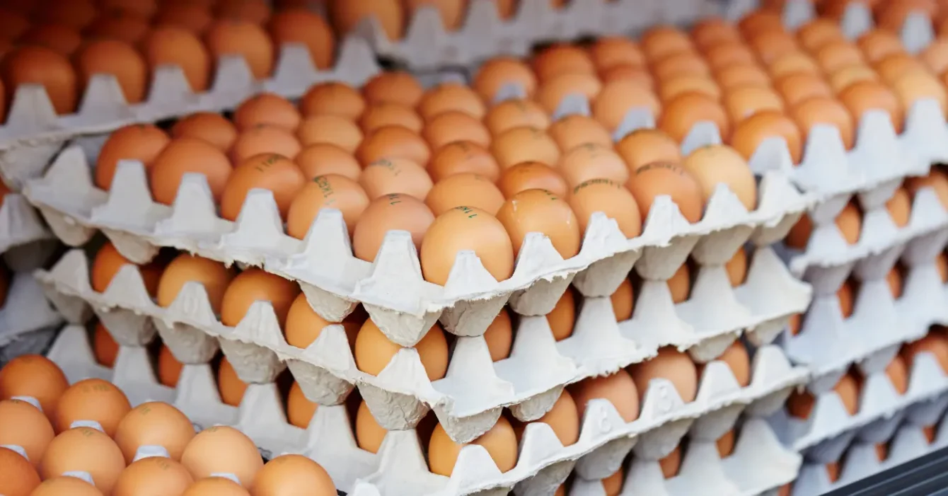 Wholesale Eggs Supplier in Dubai